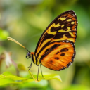 mysticalnachosuit avatar