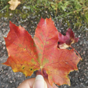 mysticdinosaurwombat avatar