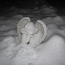 mystikdr0mmer avatar