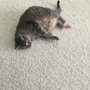 mysweetphoebe avatar