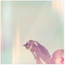 n0cticries-blog avatar