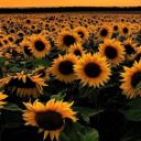 nadaesimposible avatar