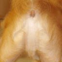 nalgasdeperro avatar