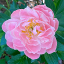 namesareimportantish avatar