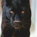 naosaiadaminhavida avatar