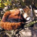 nappingredpanda avatar