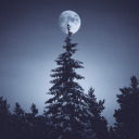 nature-interests avatar