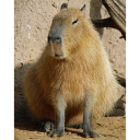 nature-n-animals avatar