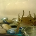 naughtyrottiesworld avatar