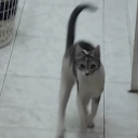 ne-crow-mancer avatar