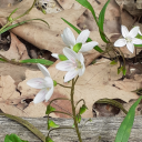 nebulouswinds avatar