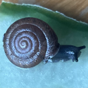 necrotizingfasciiiitis avatar