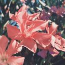 nectarinepitstudies avatar