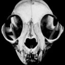 negroetmorado avatar