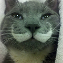 nekomustache avatar