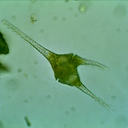 nematodes-r-us avatar