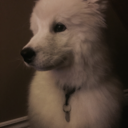 neothesamoyed avatar