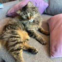 nerds-in-love avatar