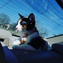 nerdypanda145 avatar