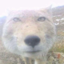 nervous-young-homo avatar