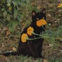 nervousmoonllama avatar