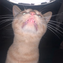 nest-of-despair avatar