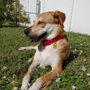 neurospicybirb avatar