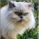 nevercameagain avatar