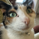 nevermindshelby avatar