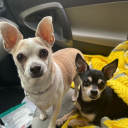 new-hyperfixation-dp-dc avatar