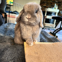 nibbles-the-bnuy avatar