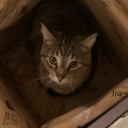 nich0las-st1nks avatar