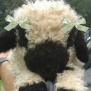 nicolaz-stimz avatar