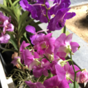 nightlight-moon avatar