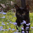 nightshade-garden avatar