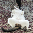 nightshades-book-corner avatar