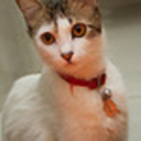 nikaskittens-blog avatar