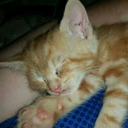 niknickertons avatar