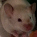 nimrochan avatar