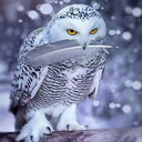 nimueofthenorth avatar