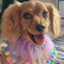 ninaenthusiast avatar