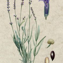 ninjastar6941 avatar