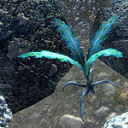 nirnrootemporium avatar