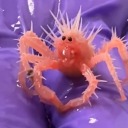 no-bones-disease avatar