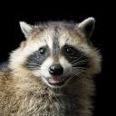 no-thoughts-just-racoon avatar