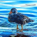 noandnooneelse avatar