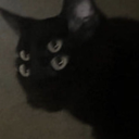 noctivagant-corvid avatar