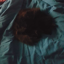 nocturne-dream avatar