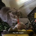 noelle-has-a-stupid-cat avatar