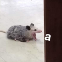 nofckingcluebro avatar